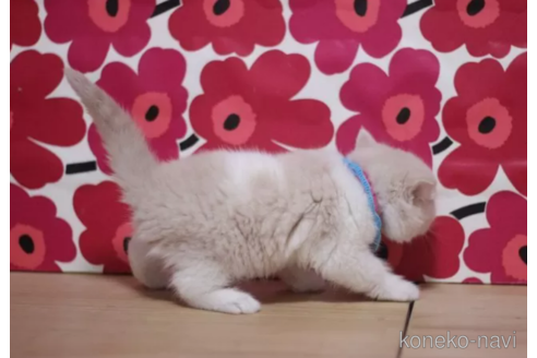 成約済の東京都のブリティッシュショートヘア-106561の4枚目